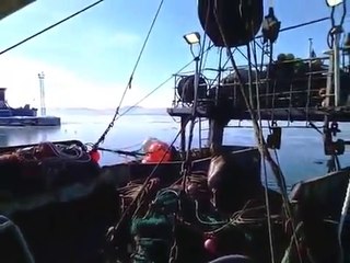 Un lion de mer fait valser un chien dans les airs