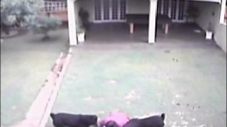 Rottweilers attack small dog and his owner! CCTV footage! WAW_(480p)