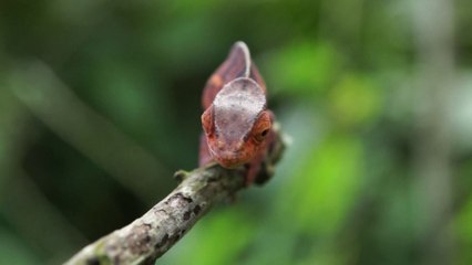 Les caméléons du parc de la Montagne d'Ambre