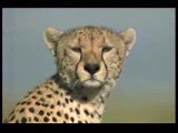 Cheetah hunts the second fastest animal on planet