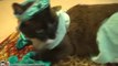 Insolite : ce chat est la nouvelle princesse Jasmine et dispose d'un vrai tapis volant !