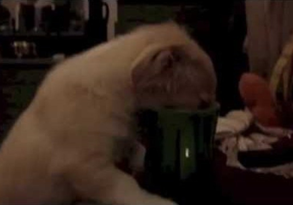 Cute Puppy Gulps Hot Milk