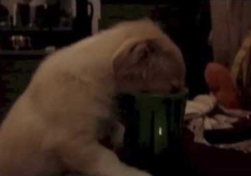 Cute Puppy Gulps Hot Milk