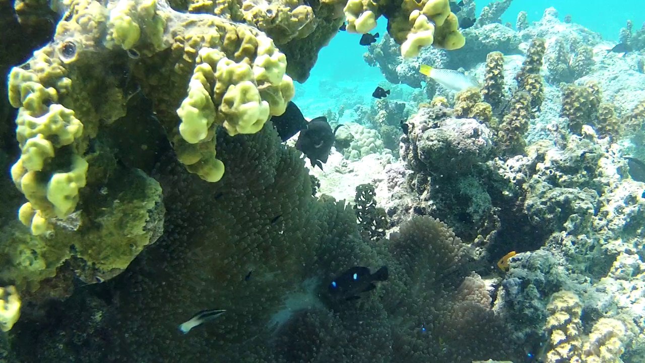 Moorea_Vue sous marine_lagon