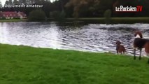 Chasse à courre : il filme la noyade d'un cerf