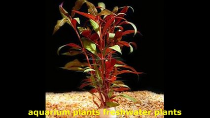 aquariumplantsfresa5