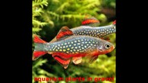 aquarium plants in gravelFish tank Plants - Fish tank Seeding Nitty-gritties