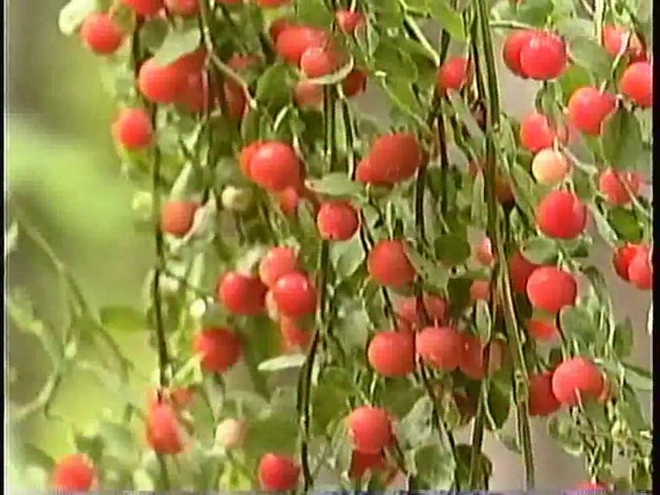 Bella Coola Natural History: Grizzly Bear, Bufflehead, Bald Eagle, Clay-colored Sparrow, Purple Finch