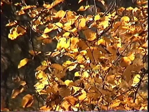 Bella Coola Natural History: Blue Jay, Barred Owl, Bald Eagle