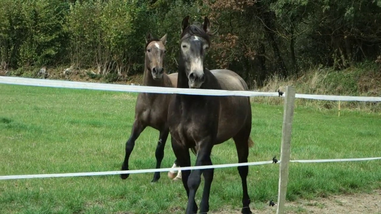 chevaux fougueux !