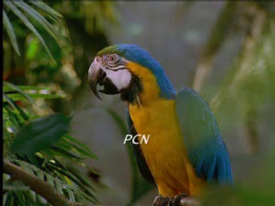 A Chuka Hon Teray Dar Pay (Nagana) Masihi Hindi Urdu Geet