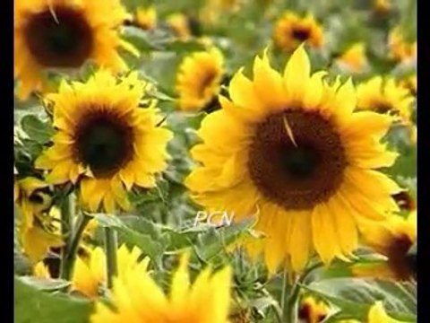 Karoose Hai Tera Nishan (Nagana) Hindi Urdu Masihi Geet