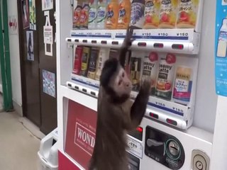 FUNNY ACCIDENT VIDEOS for Fail compilation 2013 funny clips monkey buy a drink funny best vine