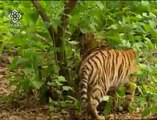 naughty monkey playing with tiger