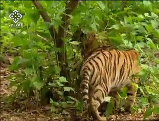 naughty monkey playing with tiger