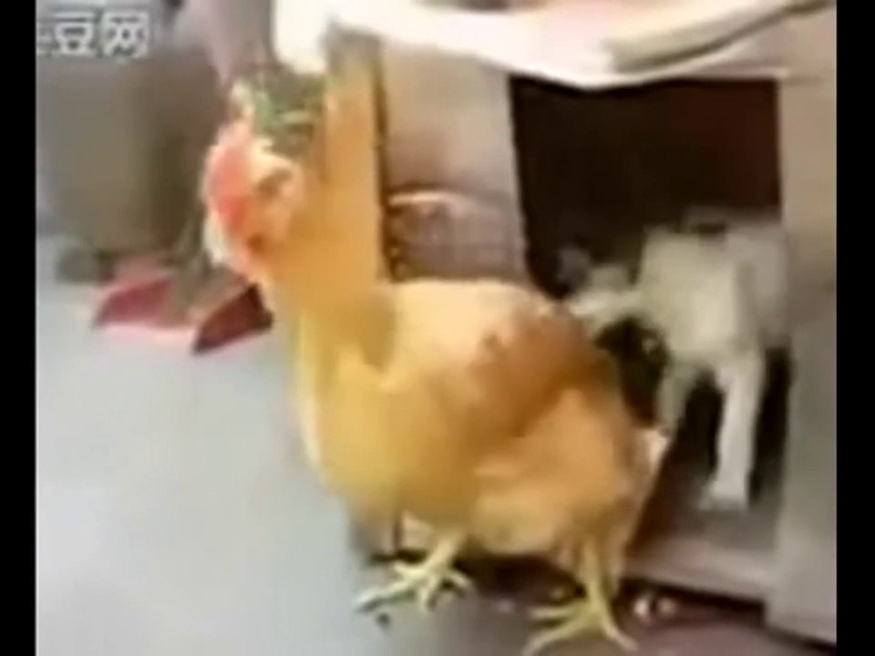 Funny Sleeping Dogs Compilation 2014