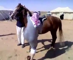 very funny arabi vs horse