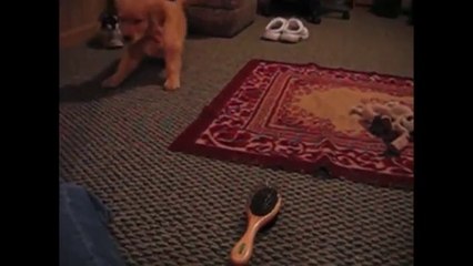 [+18 ~ Sexy Funny Girl]Golden Retriever Puppy Loves Brush