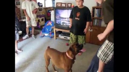 [+18 ~ Sexy Funny Girl]Boxer Humps Little Boy