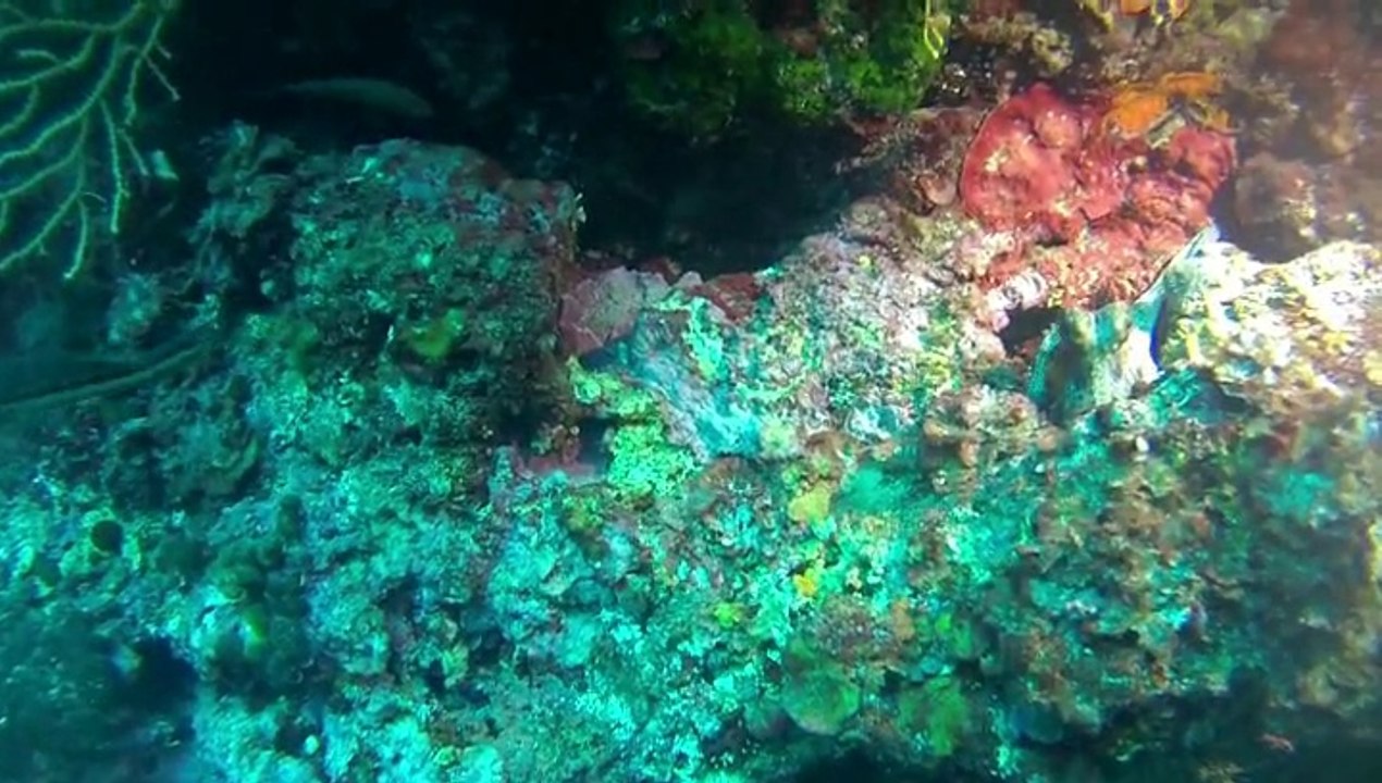 Plongée sur l'épave P38 les lesques