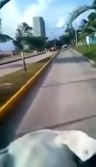 [+18 ~ Sexy Funny Girl]Dog riding a Motorcycle