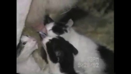 [+18 ~ Sexy Funny Girl]Milk Time!