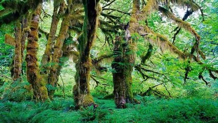 15 - Imágenes y música del Alma