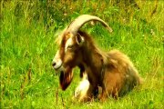 [+18 ~ Sexy Funny Girl]HUMP A GOAT - goat humps a girl - فتاة والماعز لها - الله فتاة والماعز (a metaphor)