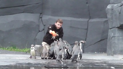 Distribution de poisson au Zoo de Vincennes