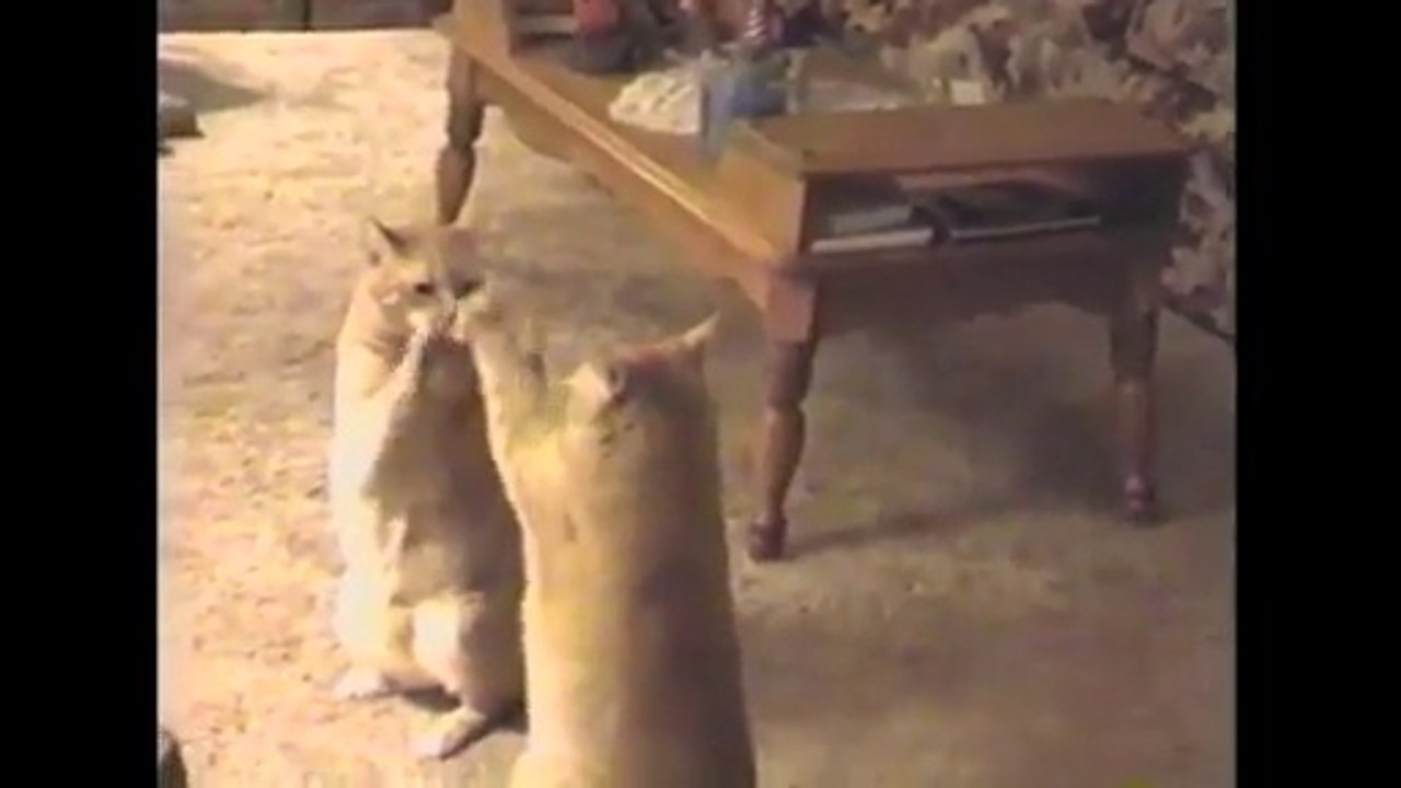 [+18 ~ Sexy Funny Girl]Pattycake Cats