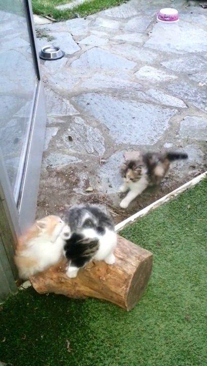 Chatons: group play