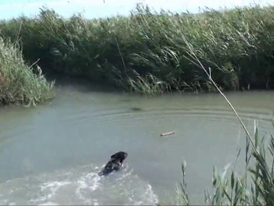 Mazet de la Crau : Jixie les premières séances de dressage