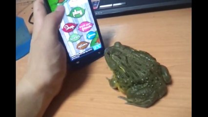 Crazy frog bites finger of his owner no ringdingding for funny Compilation 2013 fail [HD+] ПРИКОЛЫ_youtube_original