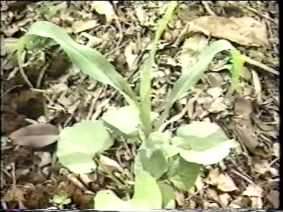 el pan