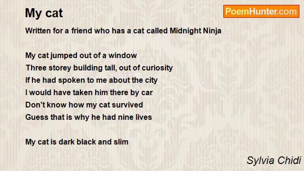 Sylvia Chidi - My cat