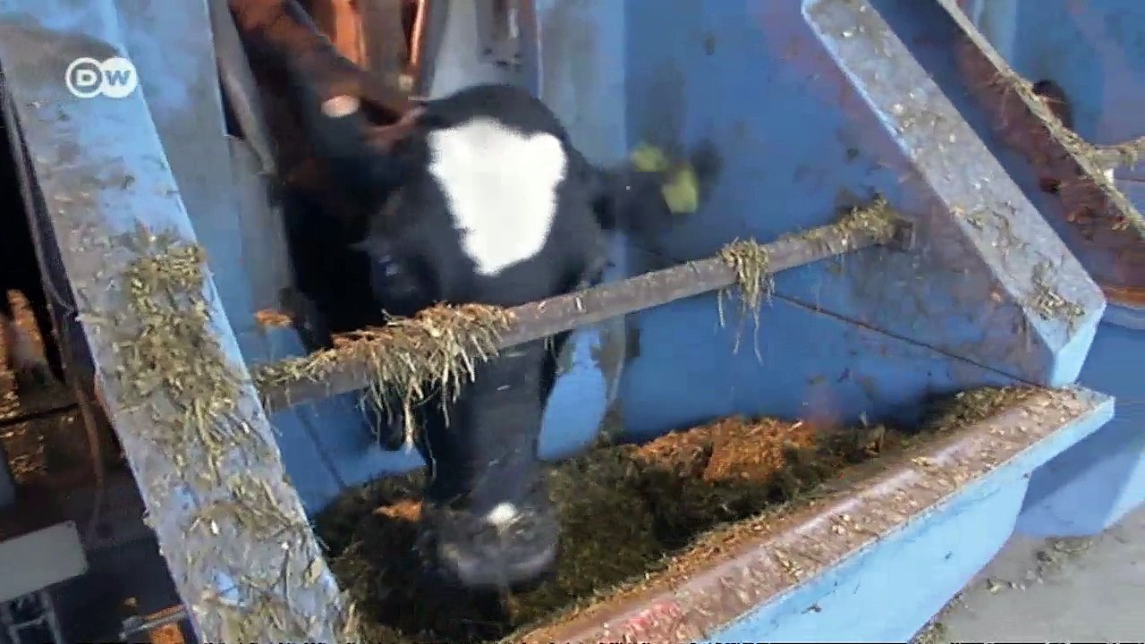 Falling Walls - Turbofutter für Kühe | Made in Germany