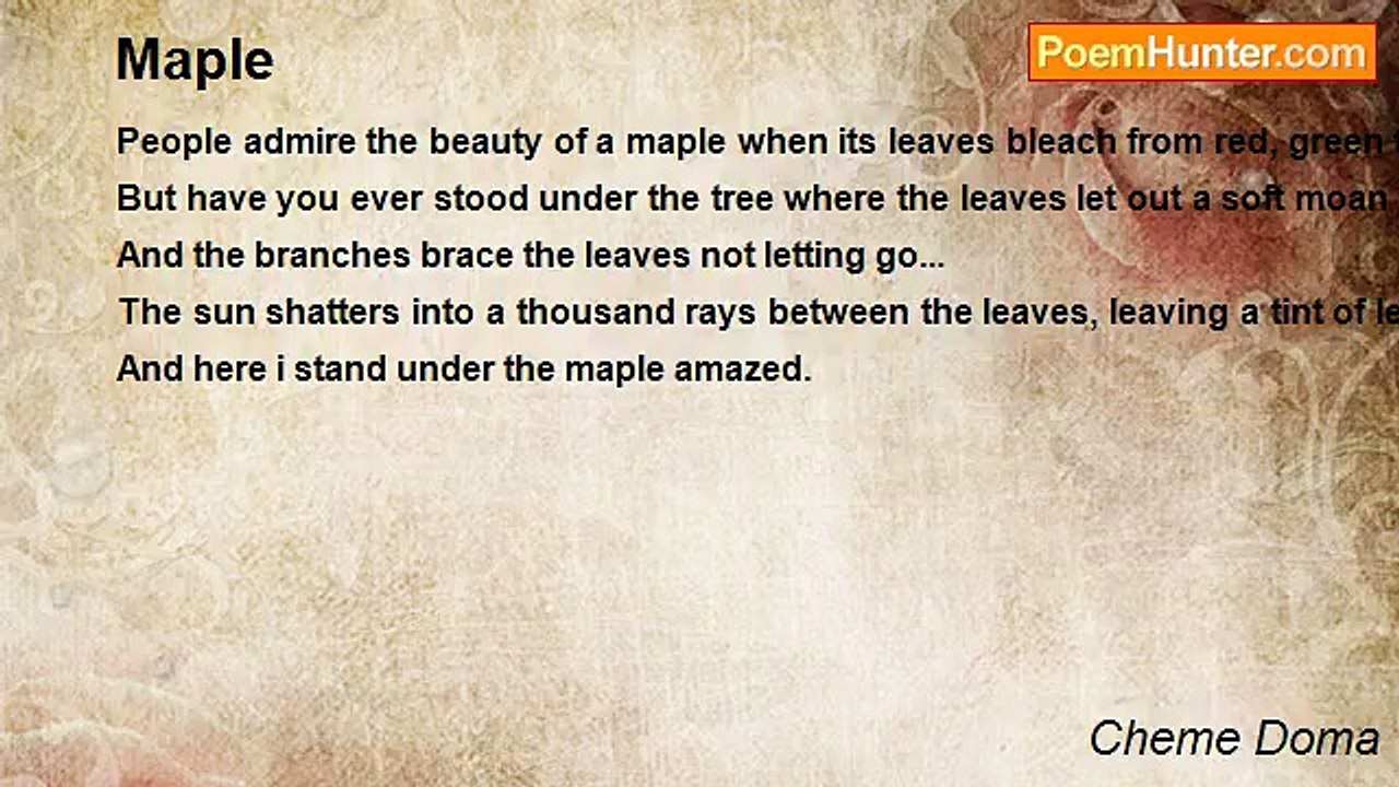 Cheme Doma - Maple
