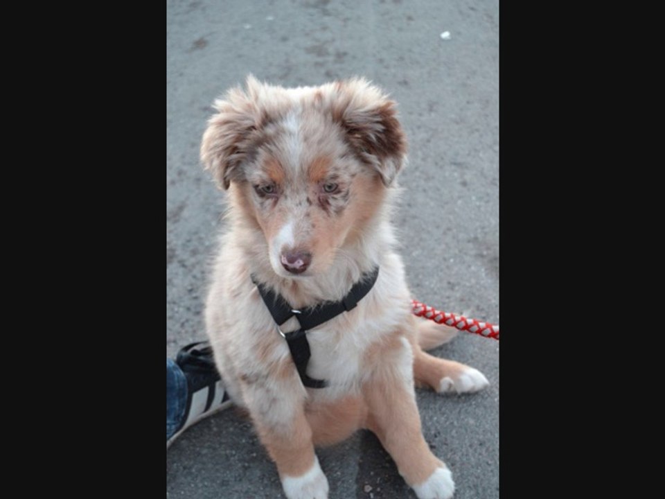 Akina's 2.Geburtstag