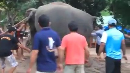 Elephant Giving Birth