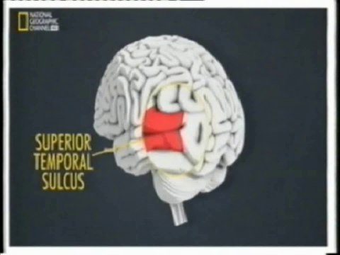 El cerebro nos engaña: Surco temporal superior (STS)
