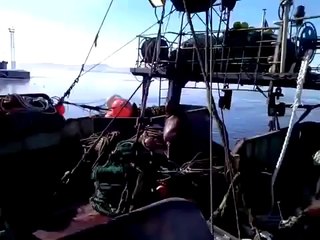 Sea lion VS Dog : flying dog!