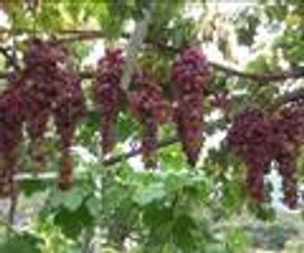 Bu üzümlerin salkımı 25 lira