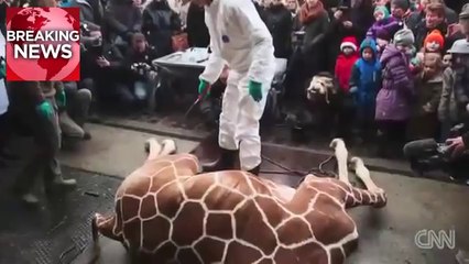 SHOCKING- Copenhagen Director Interview over Giraffe Chopped for Lions in front of Children