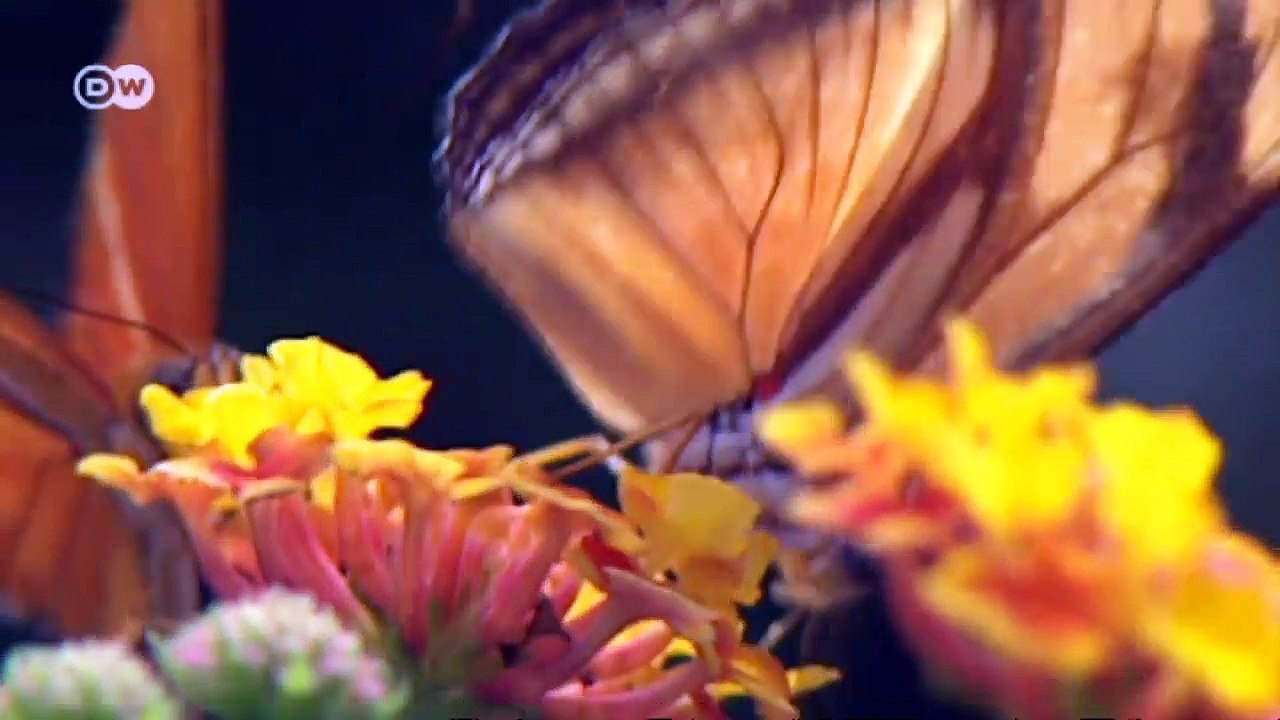 ¿Por qué es importante la diversidad de especies? | Global 3000