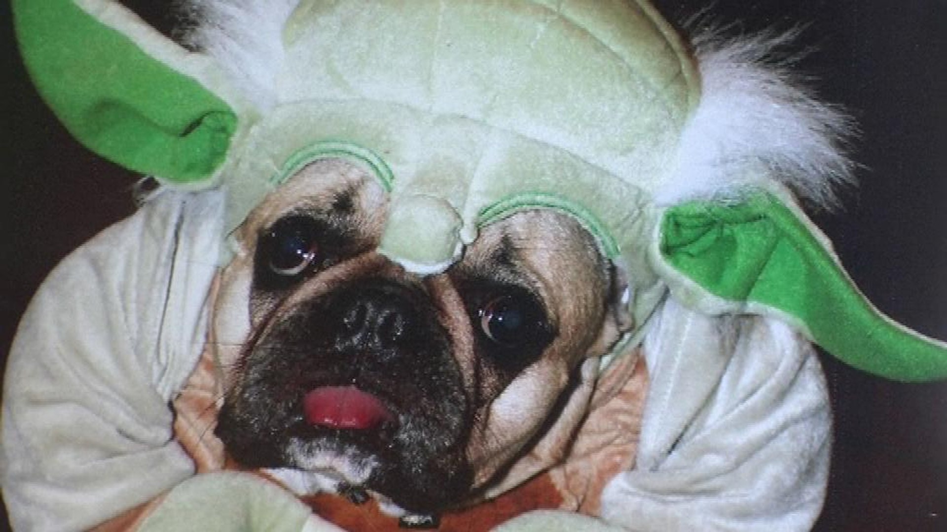 La Folie Des Déguisements Dhalloween Pour Chiens