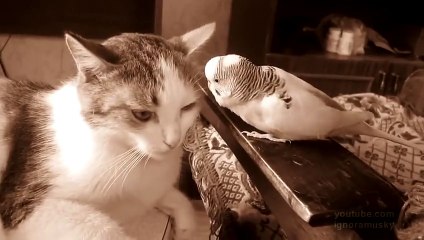 Vẹt đáng yêu bắt nạt mèo XSVT