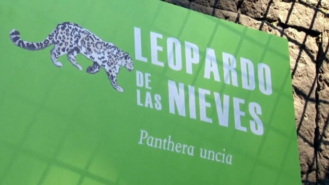 Rare snow leopard at Mexico Zoo