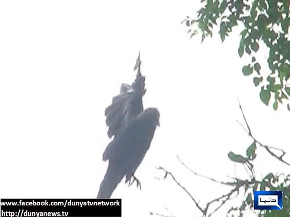 Dunya News - Rescue officials save crow trapped in metallic string in Sahiwal