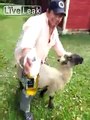 Drunk guy rides a sheep then pays the price...