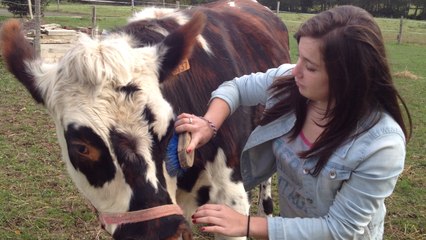 Une vache comme animal de compagnie